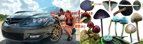 мяу мяу мука Абаза